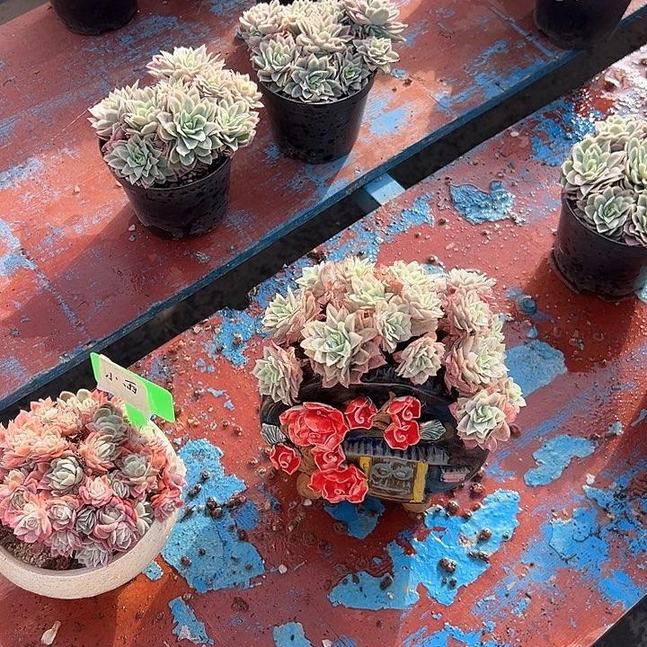 紫罗蓝锦一个脱土