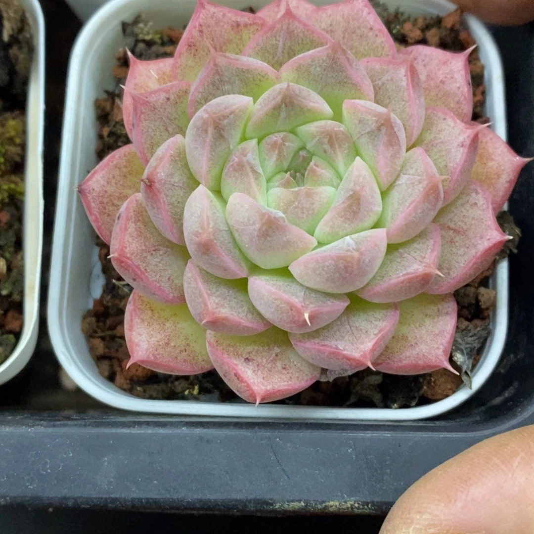 精品多肉一物一拍不包整126