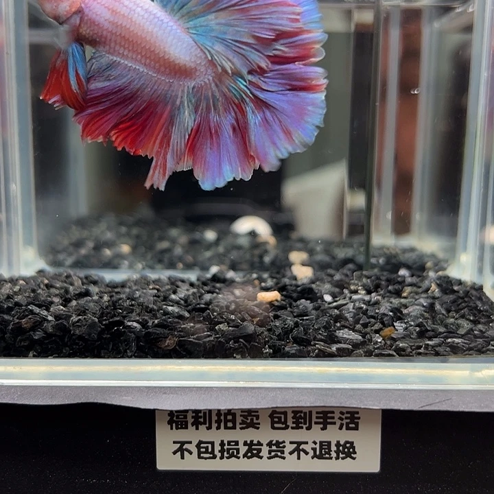 斗鱼跑单拉黑7日73