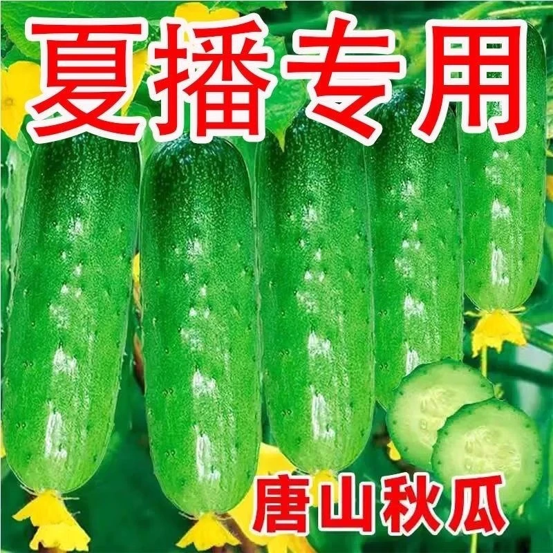 唐山秋瓜种子秋黄瓜高产水果黄瓜阳台盆栽春季秋季易播种蔬菜种子