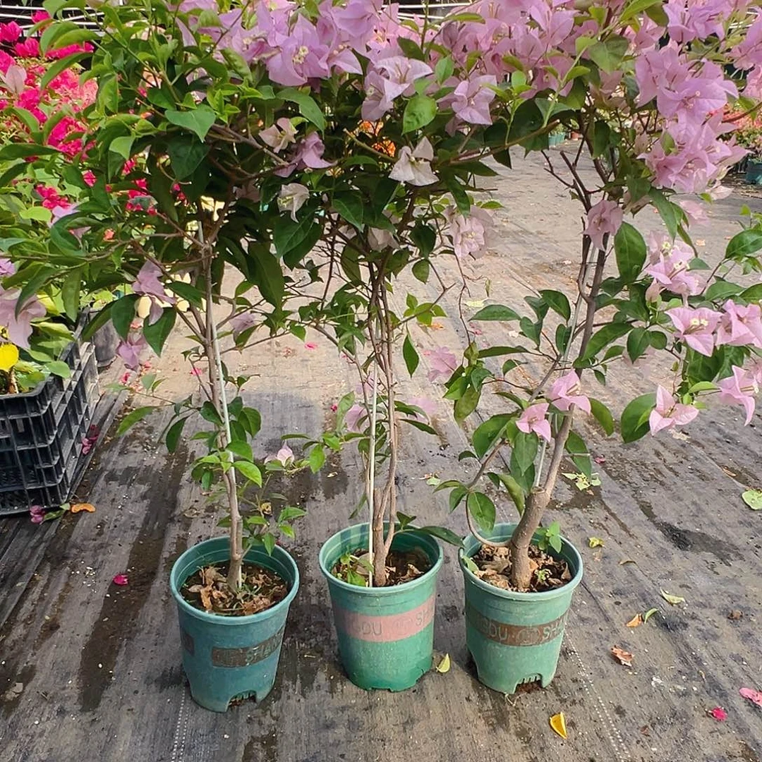 大部分花苞少量开放赛佛理带竹一颗