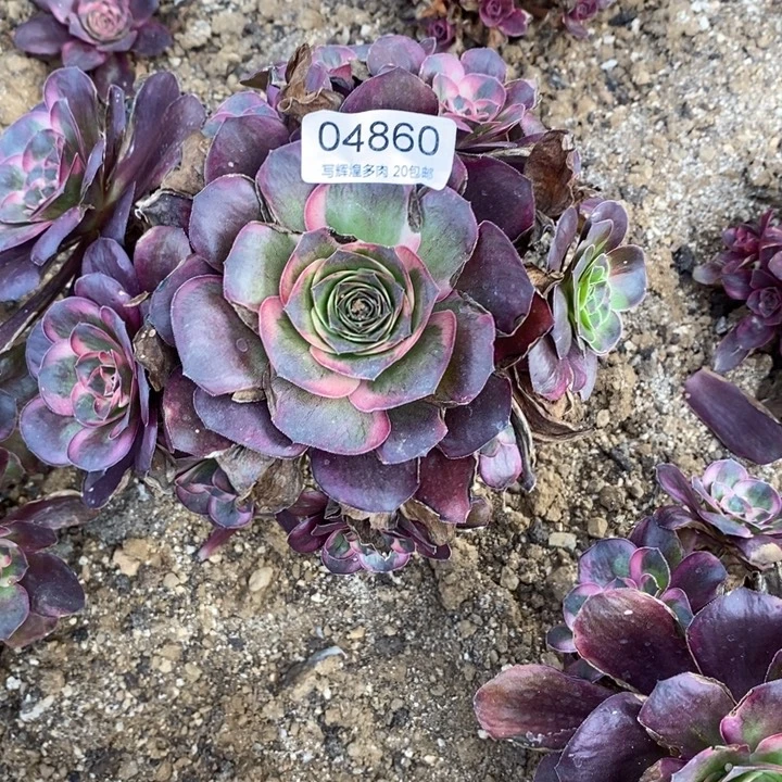 04860魅金玫瑰紧多肉植物