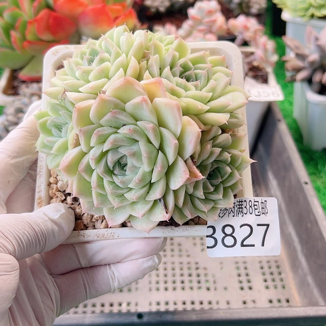 无花朵多肉一物一拍植物3827