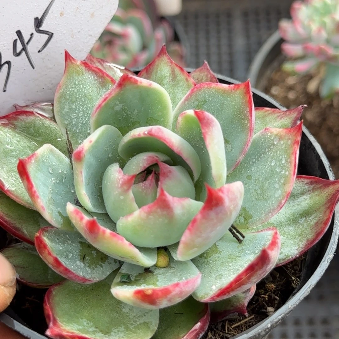 惊鸿一物一拍包装收缩花旱345