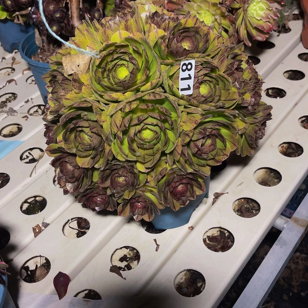 法师法师7–10包邮法师