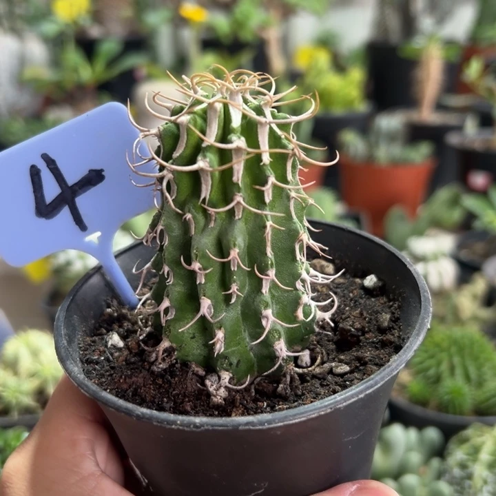 刘***格牛角麒麟带盆1111111111