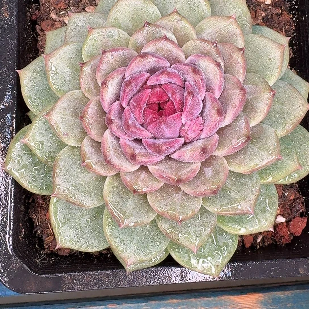 从前慢花园多肉编号-紫晶