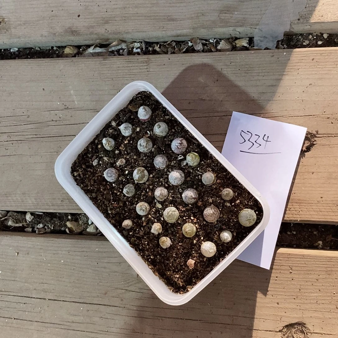 晨***光5334。        一盒带盆发。