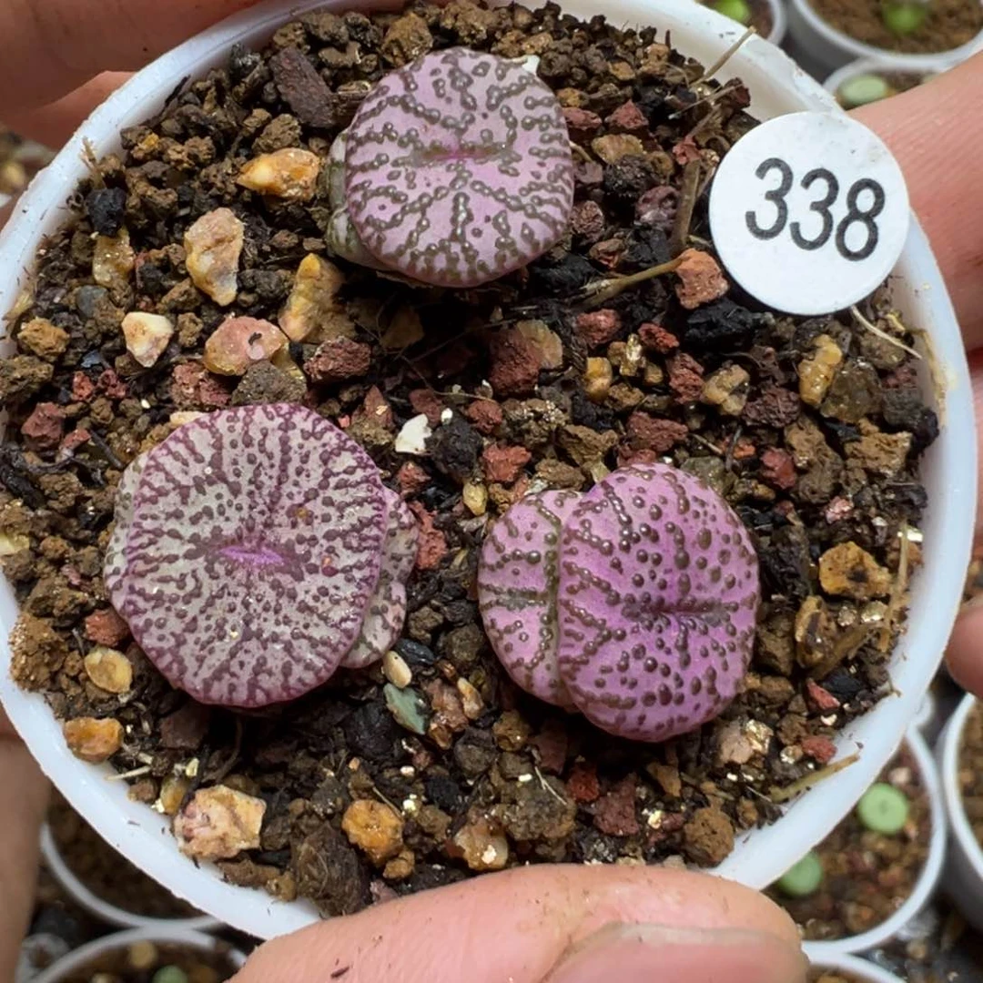 霓虹安贞1颗脱土338