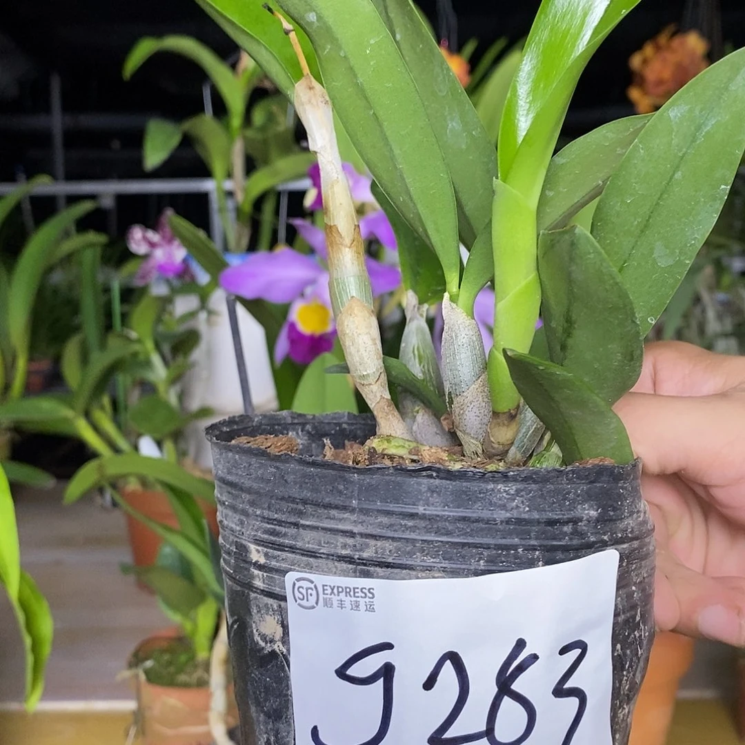 当前无花栽培后可以开花阿*蓝鸟
