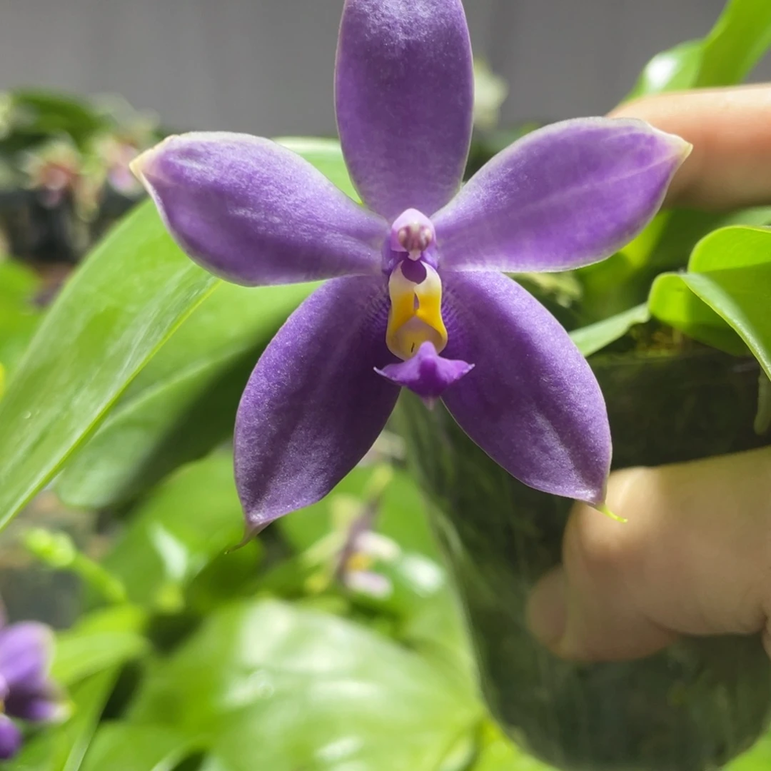 完全开放25叶瑕花期不保