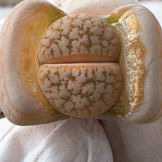 2225.荒玉福利111111