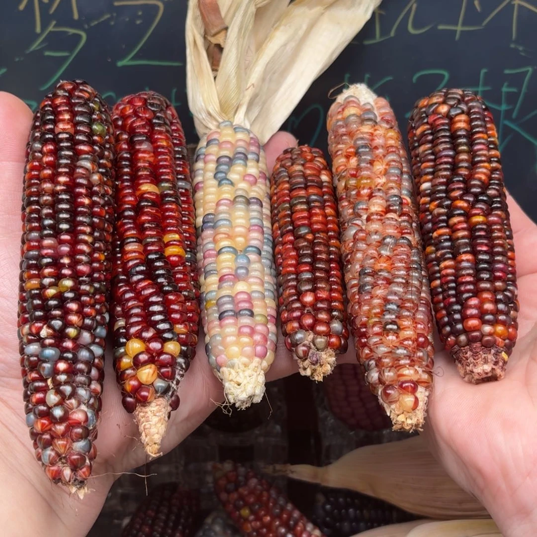 柏香籽/百香籽吊坠风*