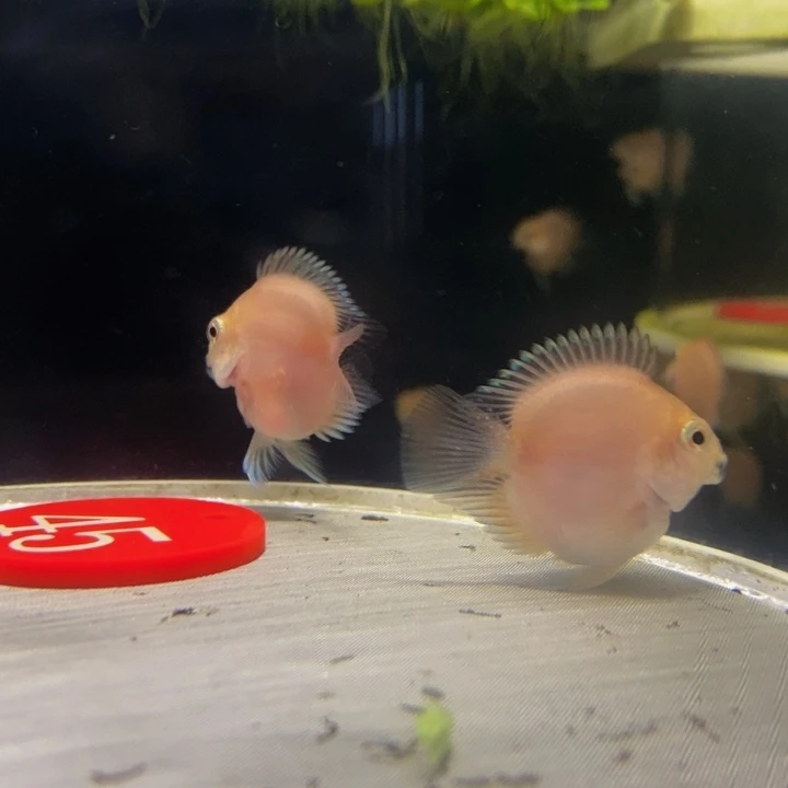海水鱼胭脂粉一对