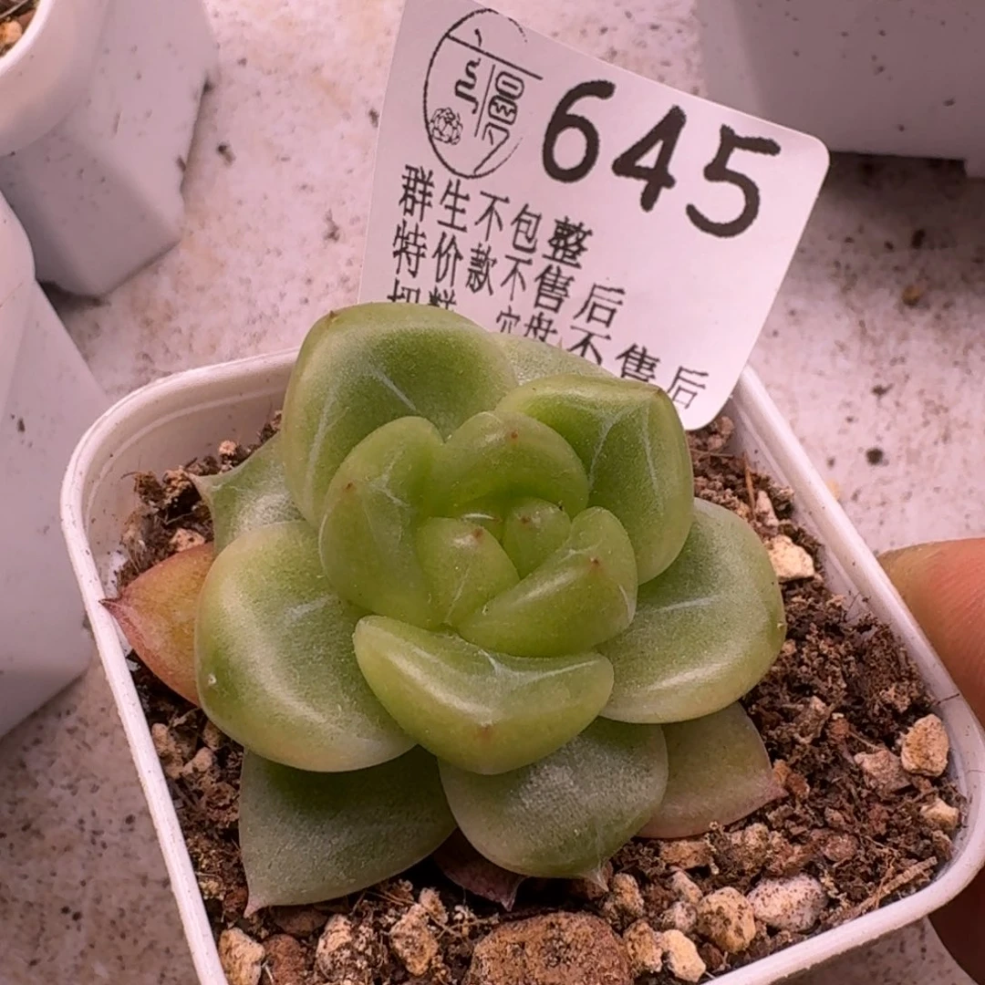 如图645新珍妮5.5方盆一颗