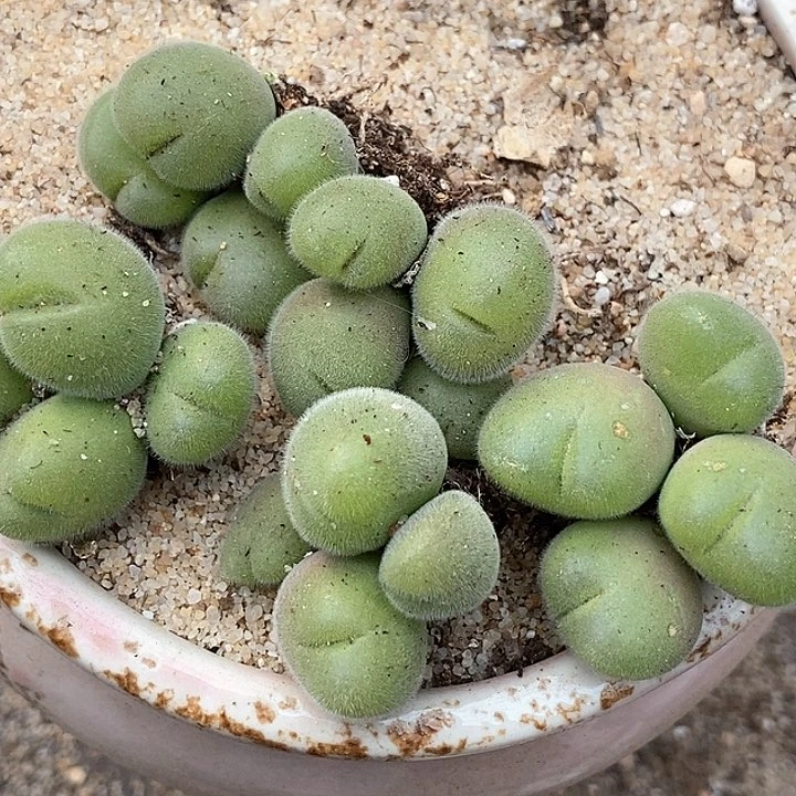 四头毛翠滴一颗有伤