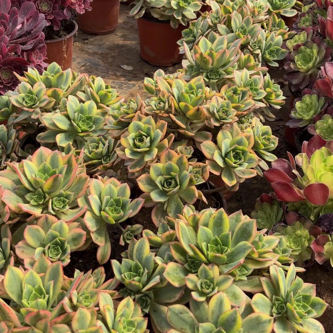 星爆木质9.9法师多肉