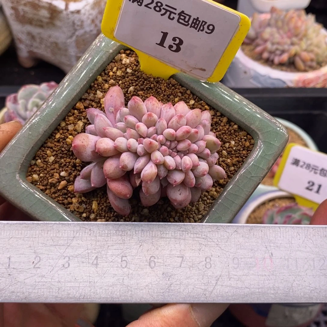 913粉珍妮缀多肉植物……