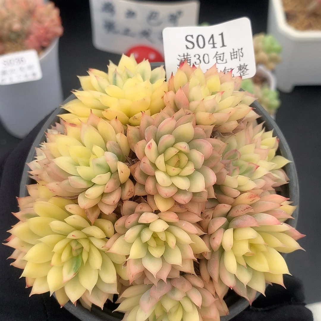 女雏锦群生冠服8