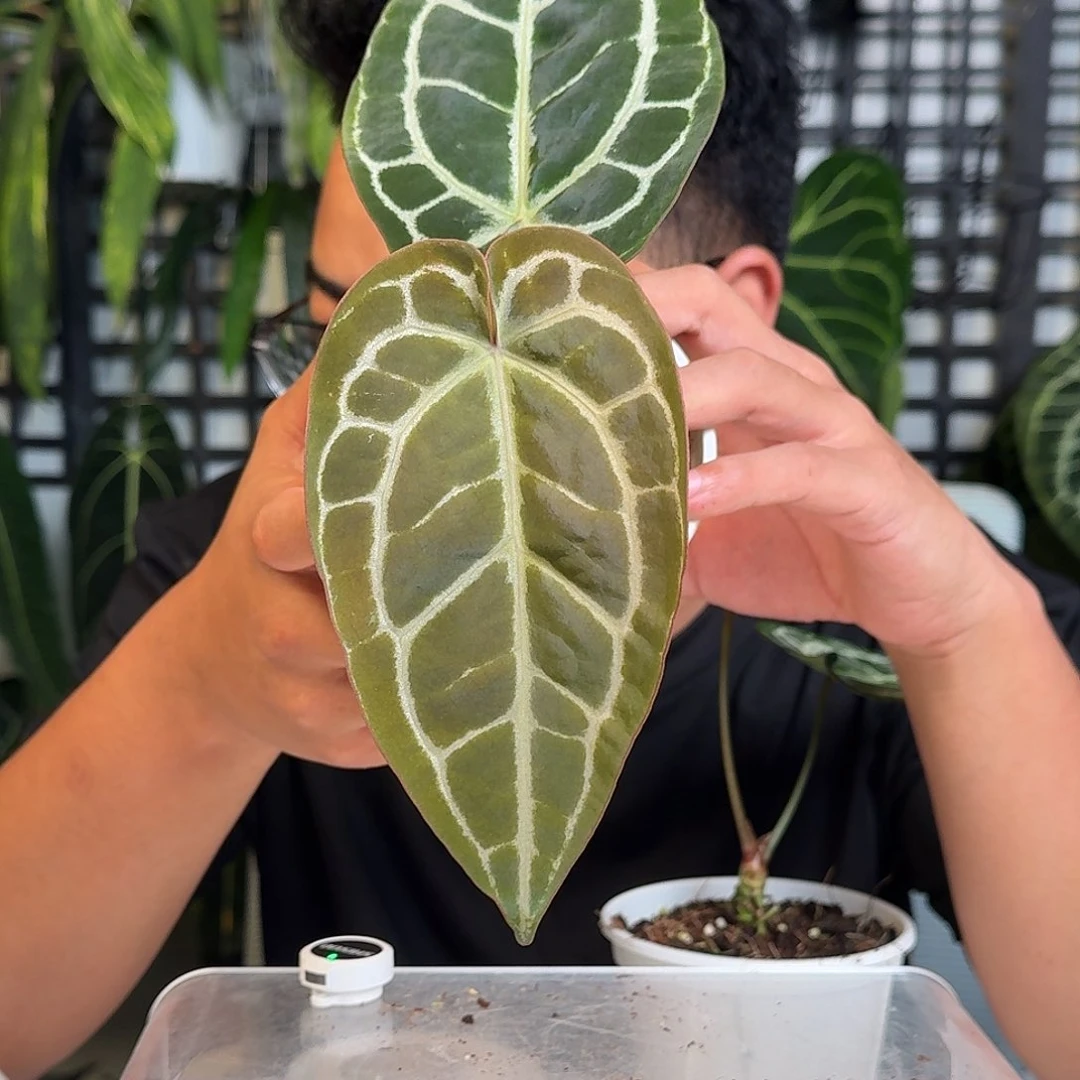 无花朵北**才一物一拍W76
