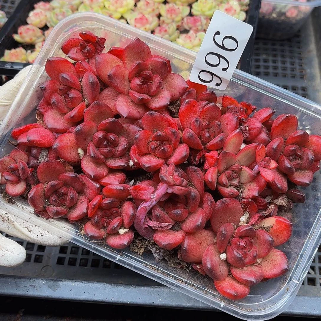 多肉植物多肉植物996