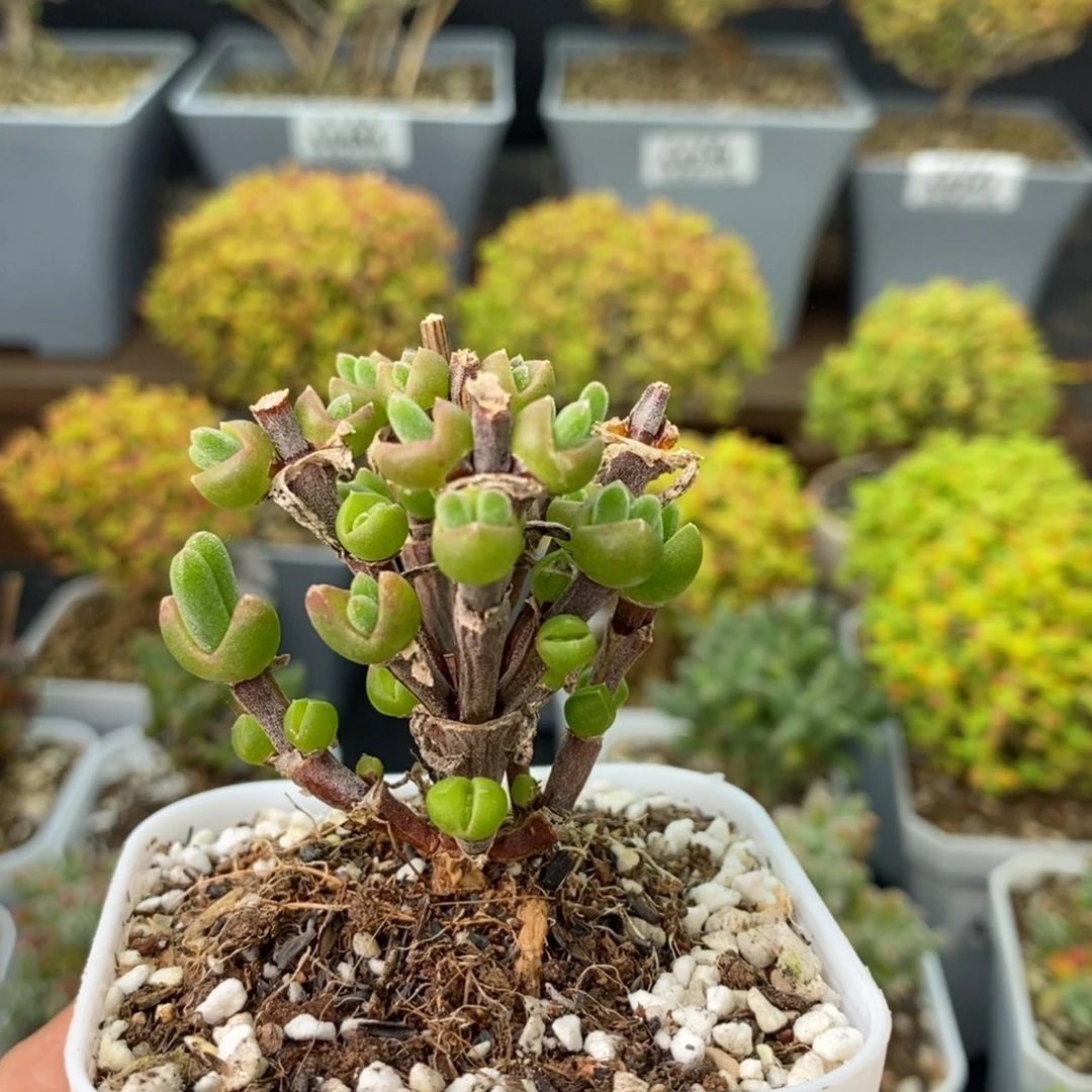 0534枝干兔子 。