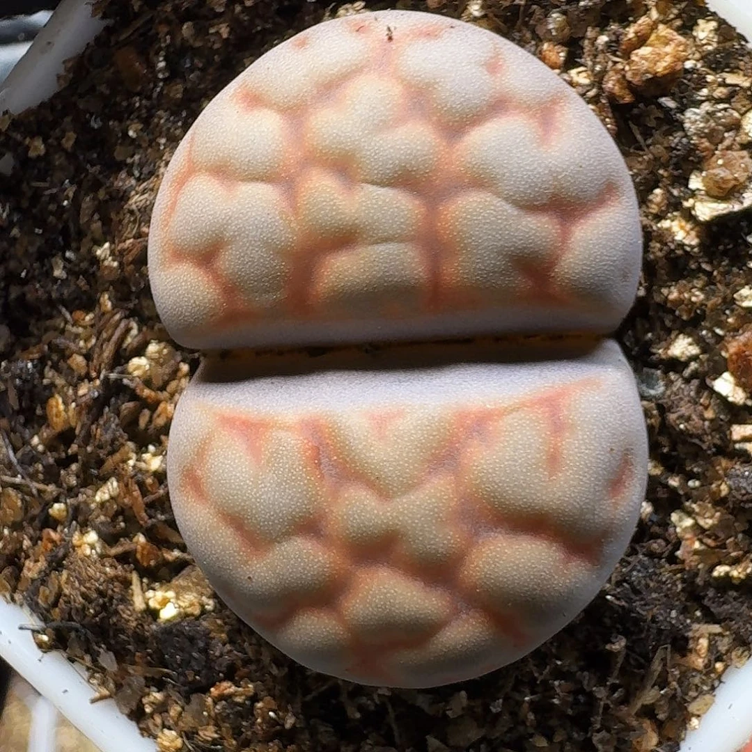 菲***崽生石花1111111。    215