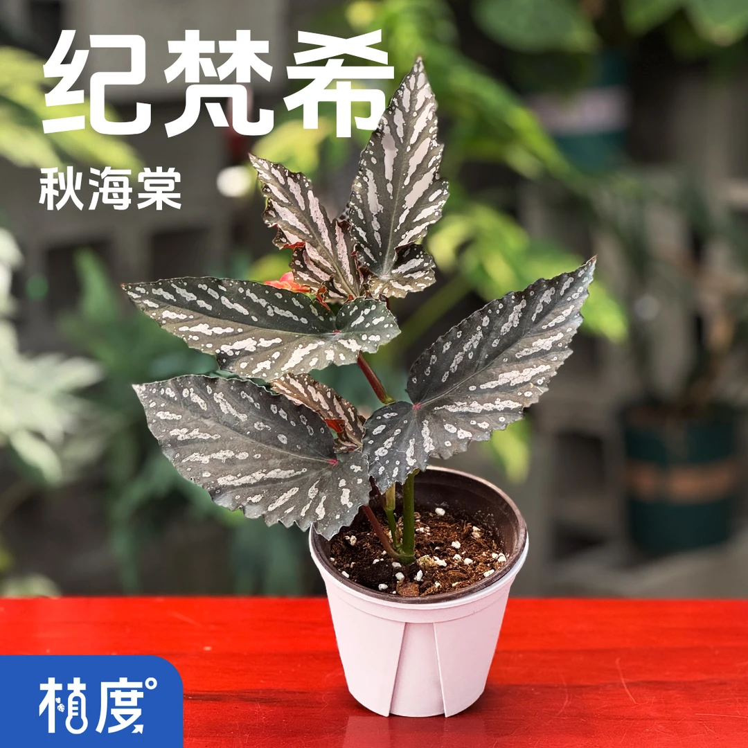 【植度 | 纪梵希秋海棠】斑斓叶色时尚气质空间点缀