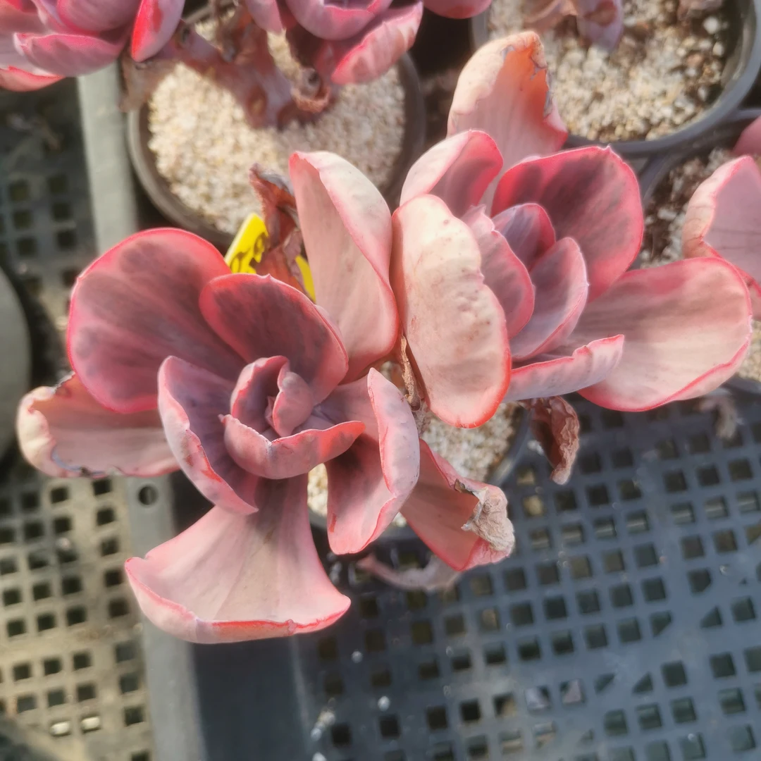 彩虹拉丝锦多肉植物（秋梨膏）