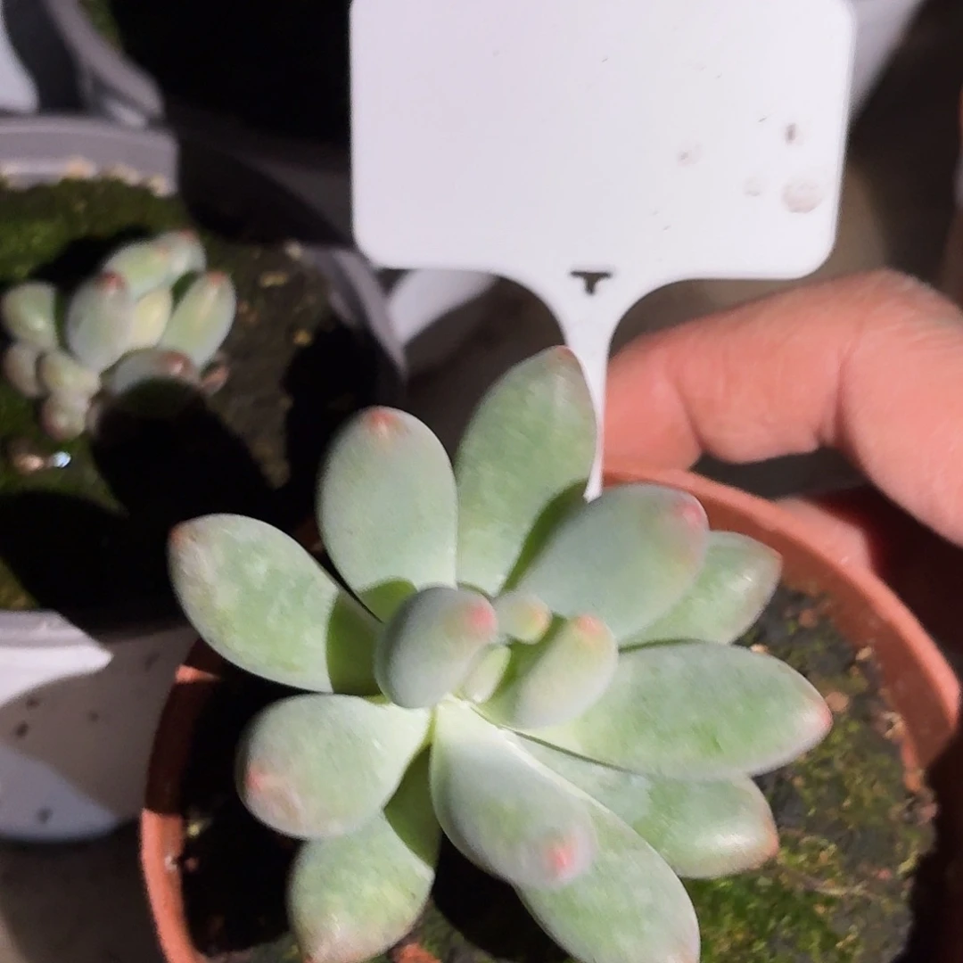 弗奈布77777777777777777