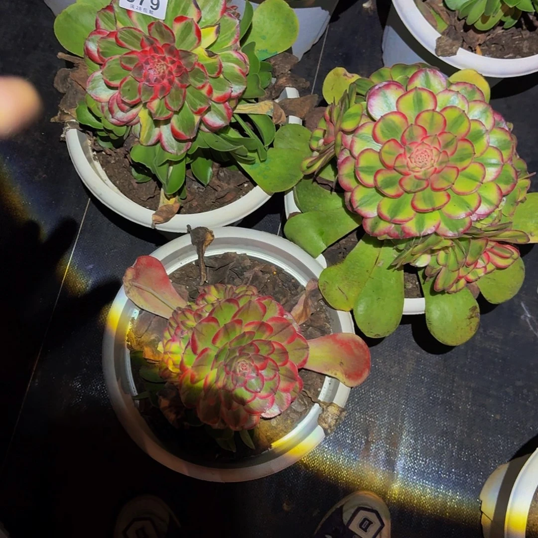 879号多肉植物三颗