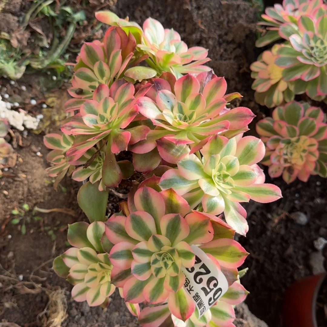 法师香妃砍桩6522 19-48