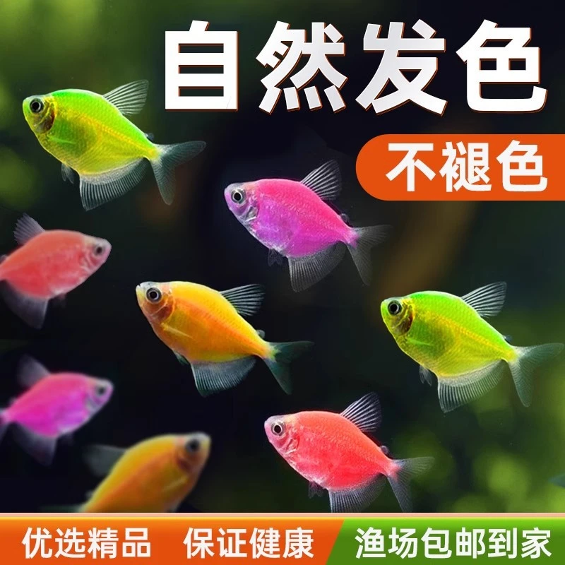 七彩天使鱼小型热带观赏鱼红蓝紫黄绿翡翠渔场批发新手闭眼入