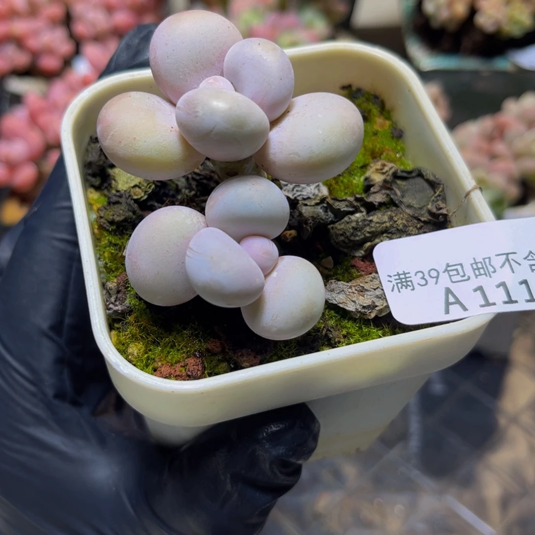 1112水光针奶酪6厘米