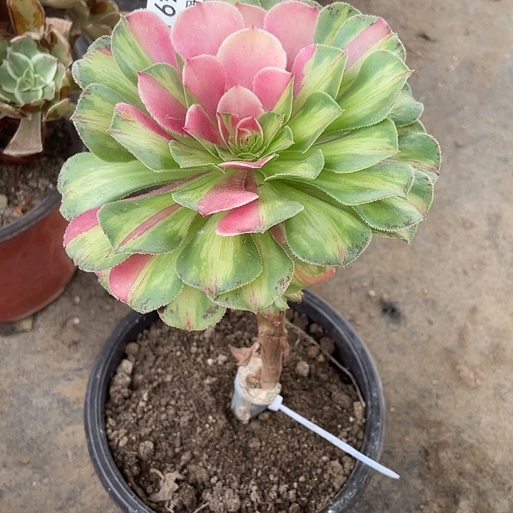 449嫁接知否多肉植物福利