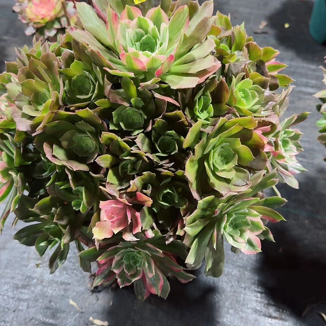 光辉673多肉多肉