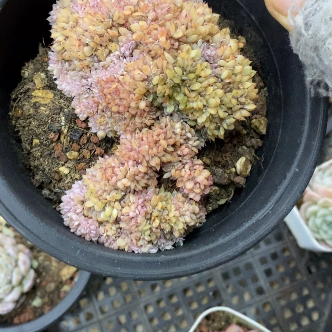 精品多肉一物一拍不包整340