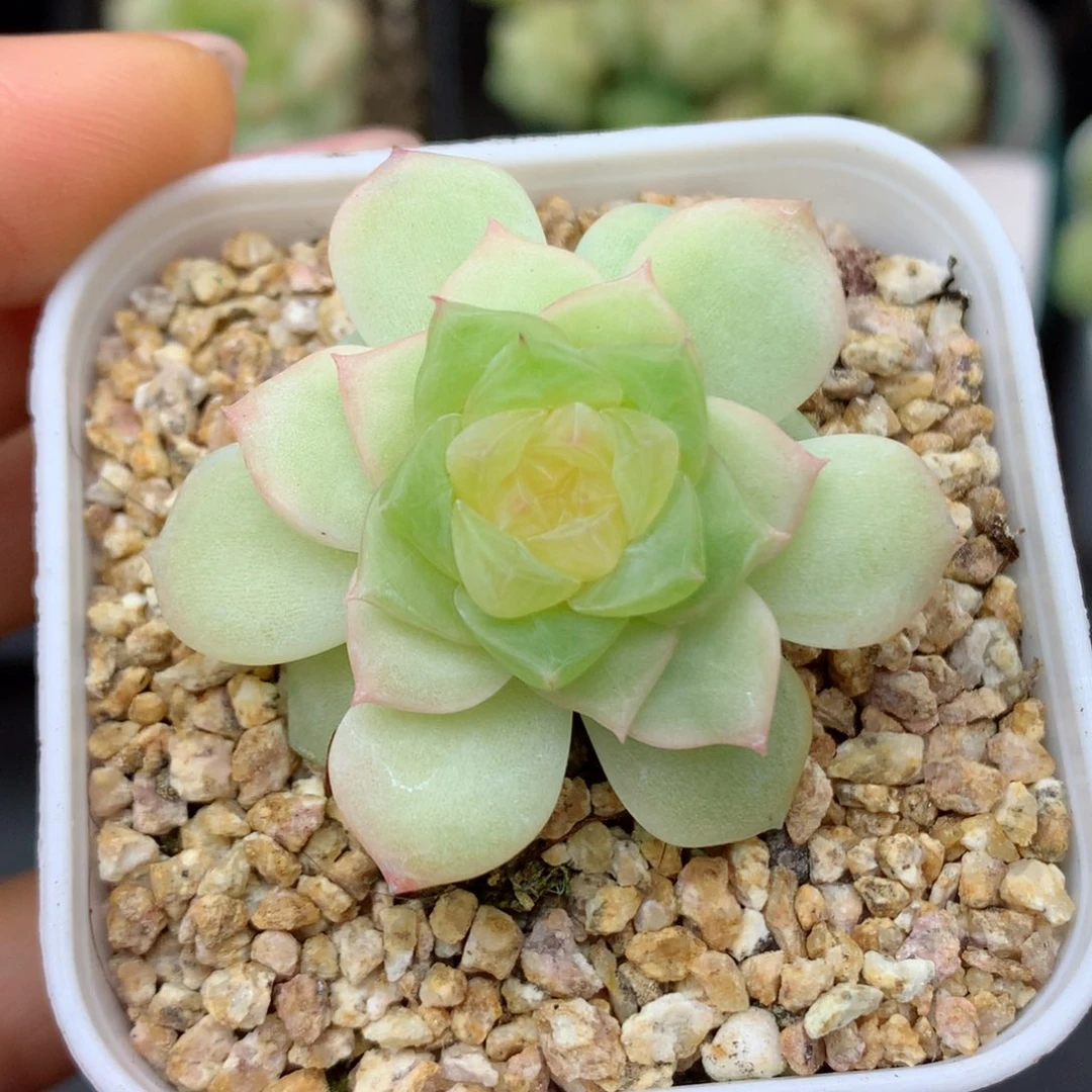 58包邮  群生不包整11