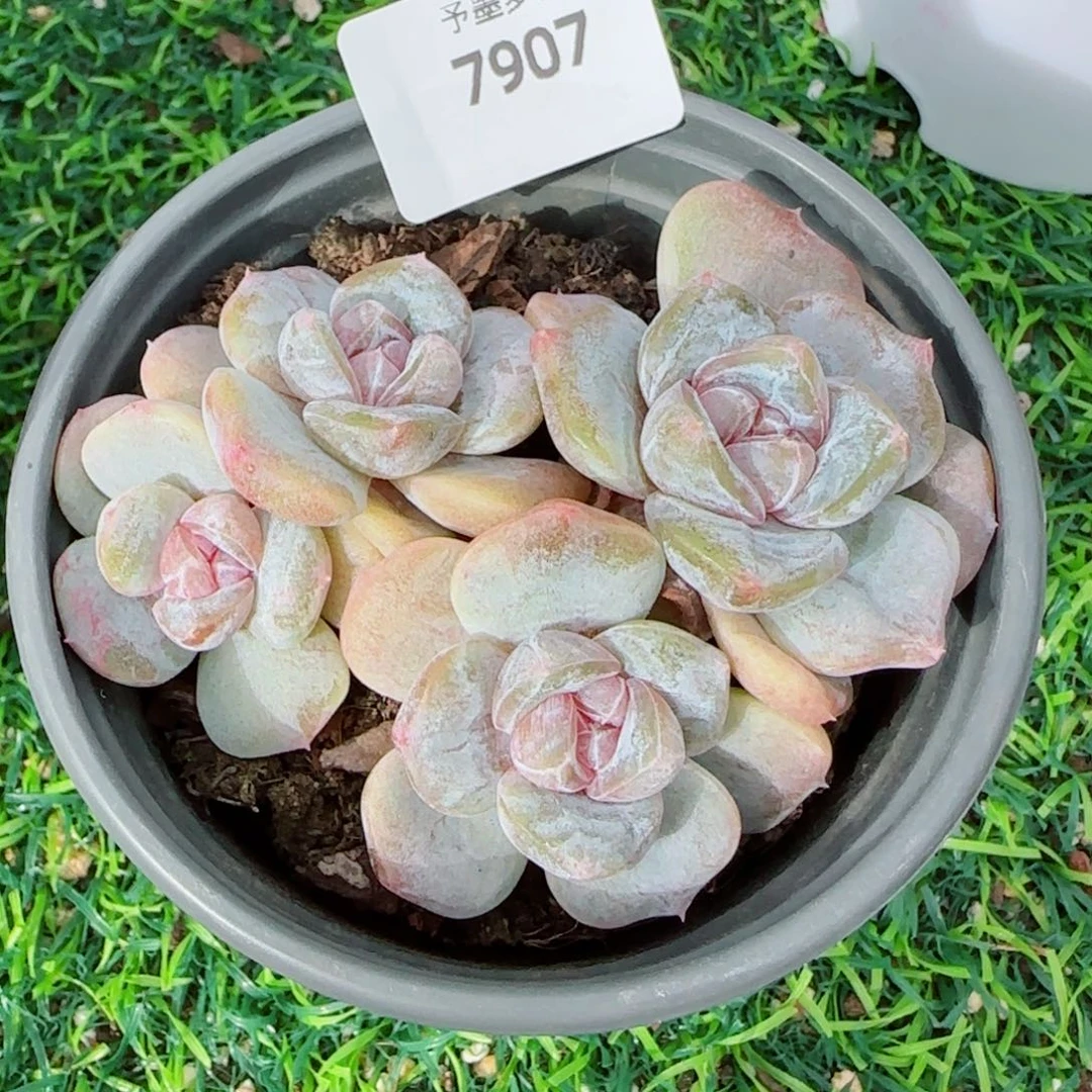 汉堡珍妮，7907多肉植物