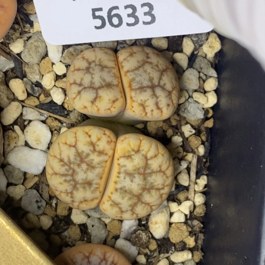 5633。18包邮.当天凑哦。新疆西藏88包邮
