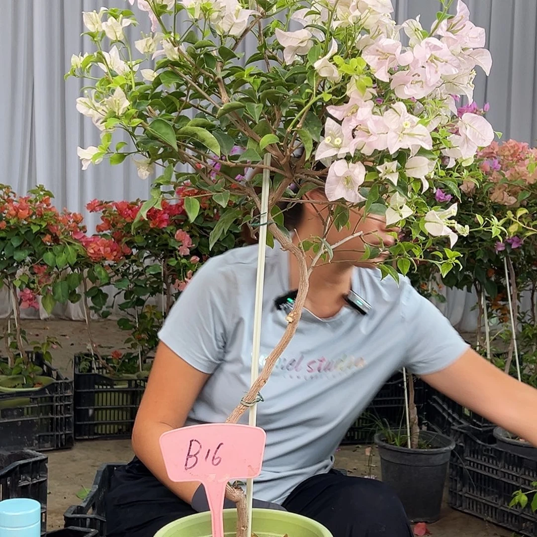 转***泣完全开放B16苹果花