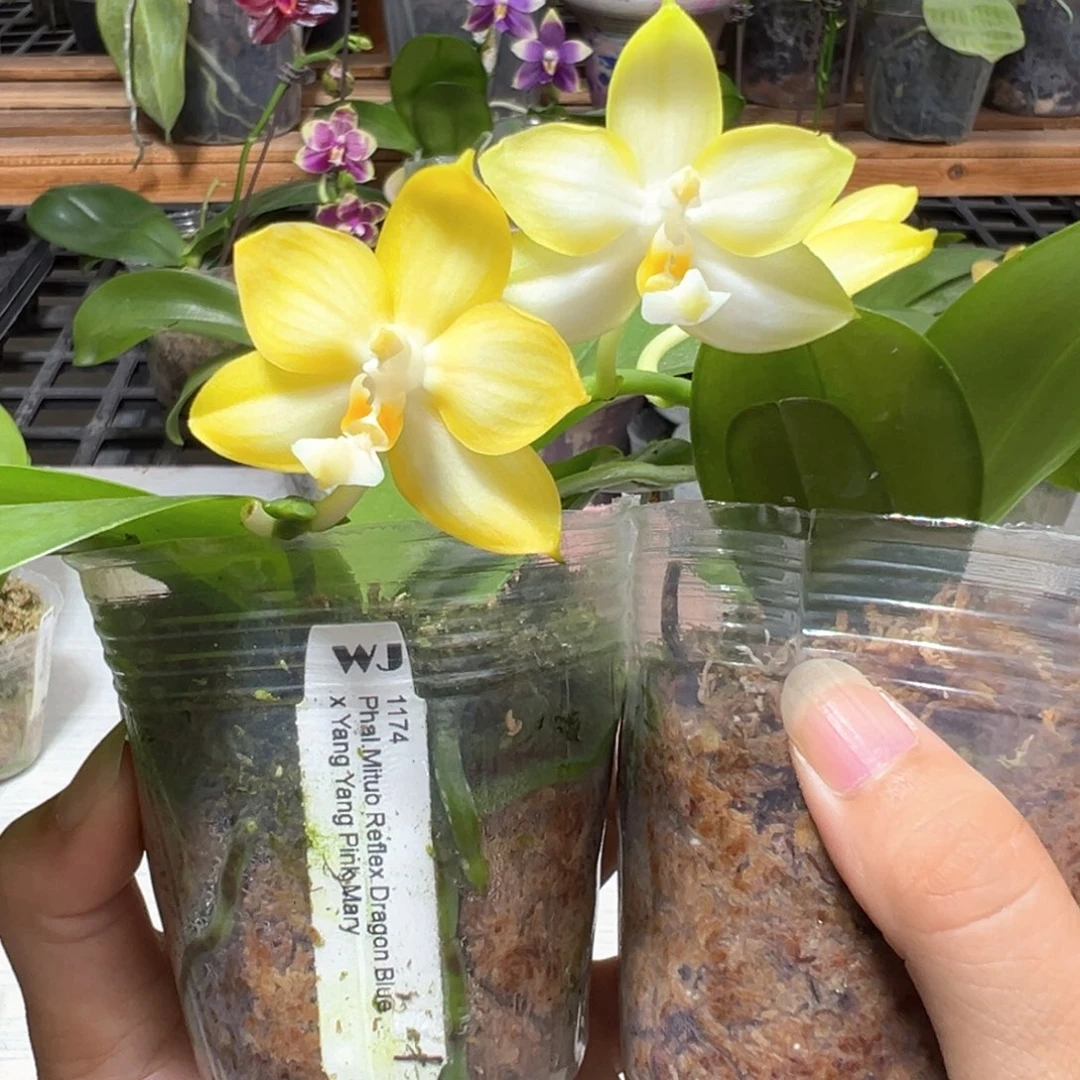 大部分开放少量花苞128元2颗