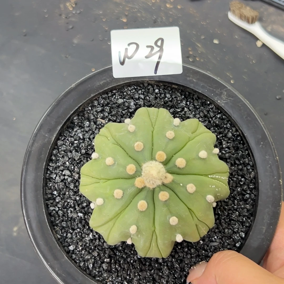泰系琉璃八脚w29999