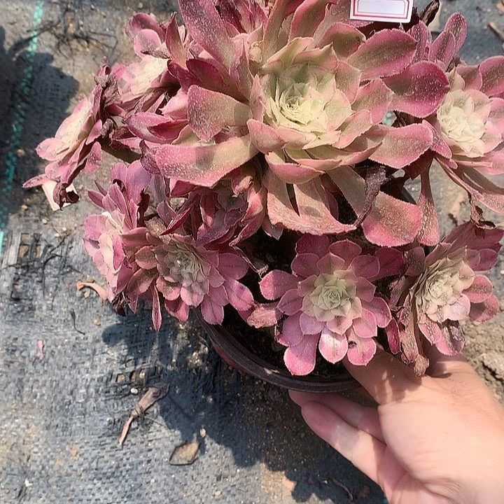778铜壶超白多肉植物