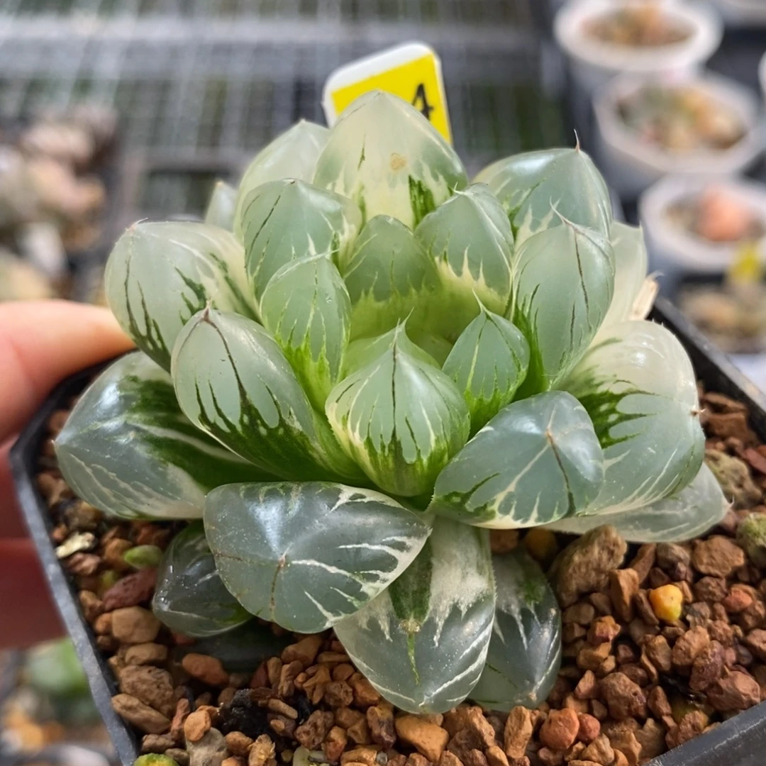 334极上斑水晶×冰川玉露锦