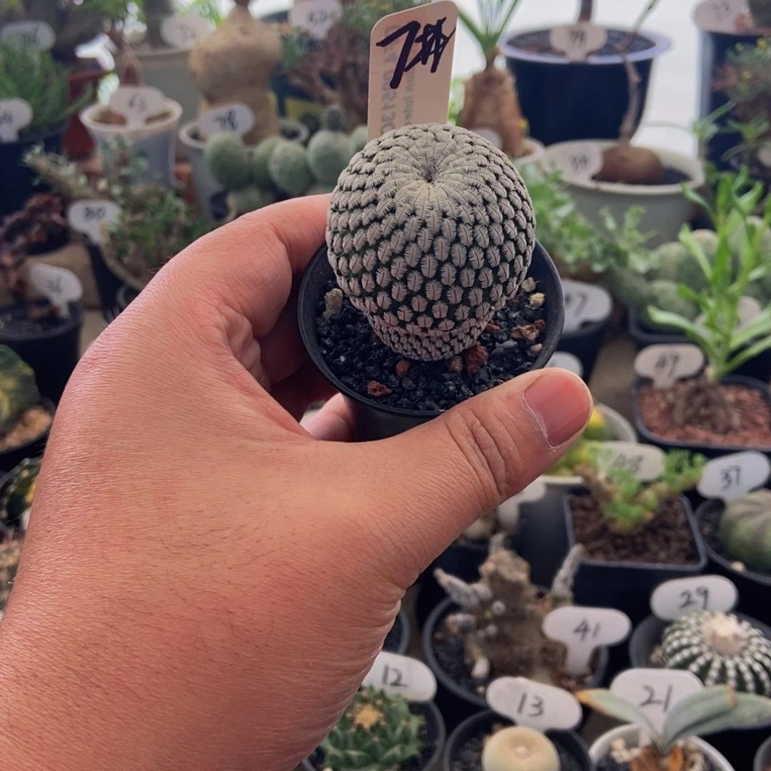 蘑菇款白蝎子一个