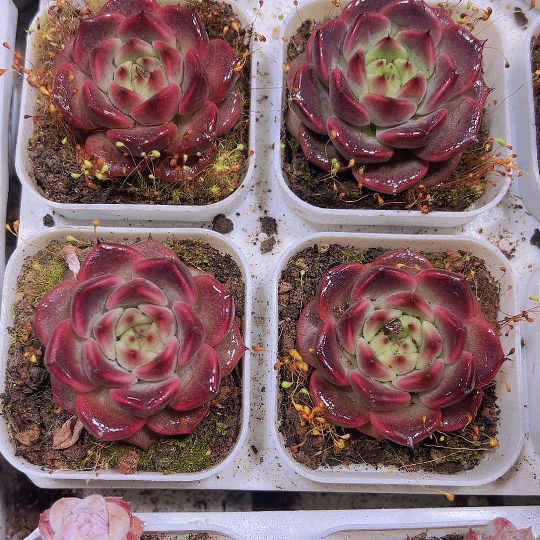 神笛多肉植物19包邮