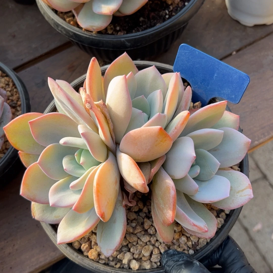 奶茶111111111111111