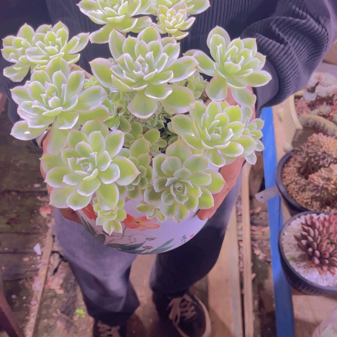 多肉植物保护研究所