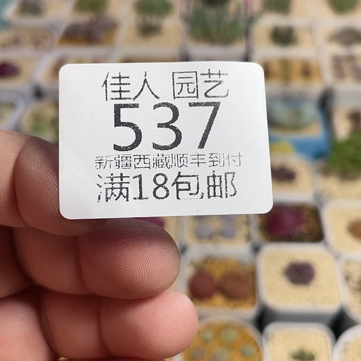 ****～佳人园艺果果果果537